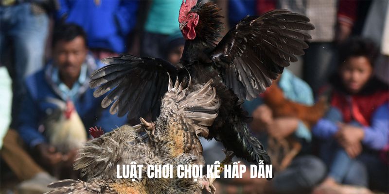 Luật chơi chọi kê hấp dẫn