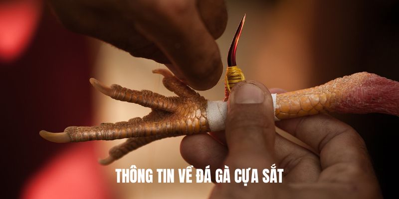 Thông tin về đá gà cựa sắt