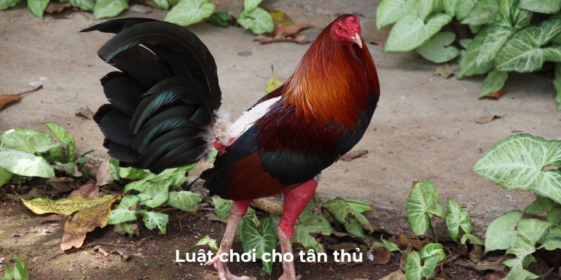 Luật chơi cho tân thủ