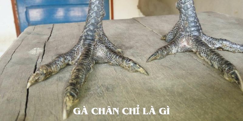 Giới thiệu gà chân chì